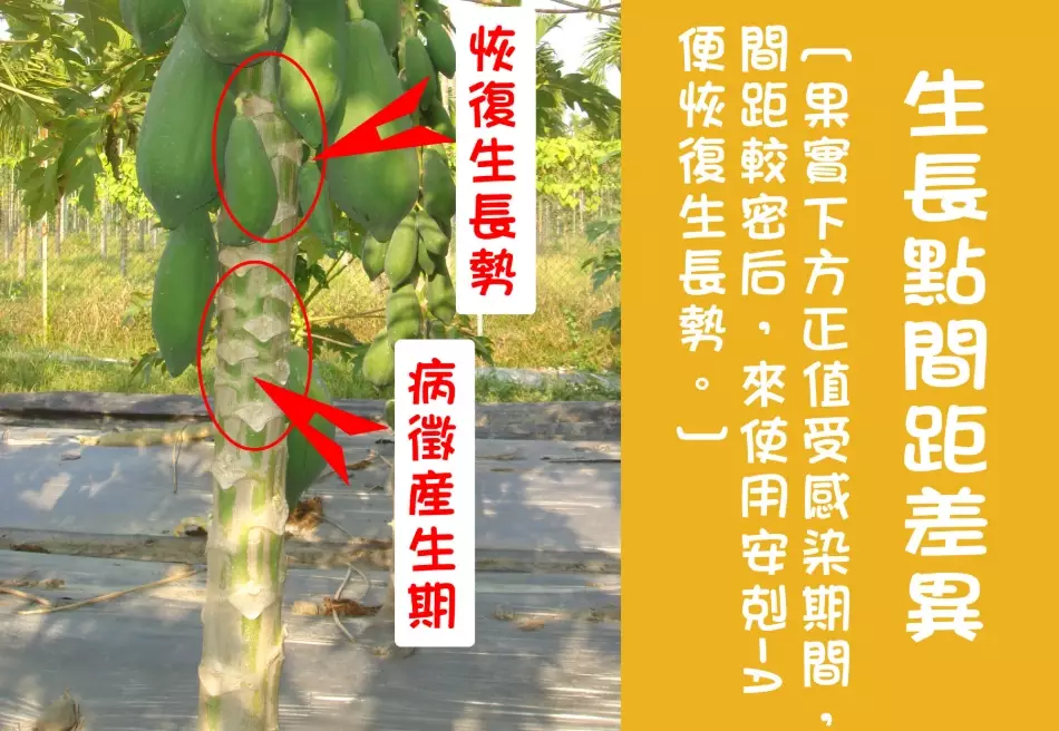 木瓜輪點病症狀