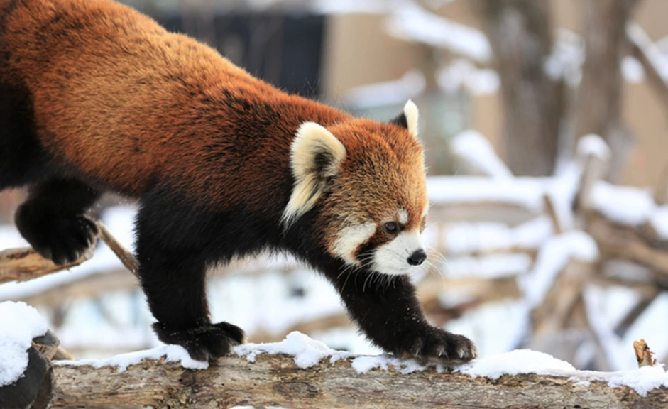 木柵動物園怎麼玩 木柵動物園怎麼玩
