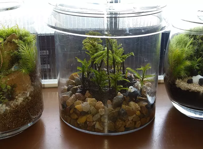 苔蘚分株
