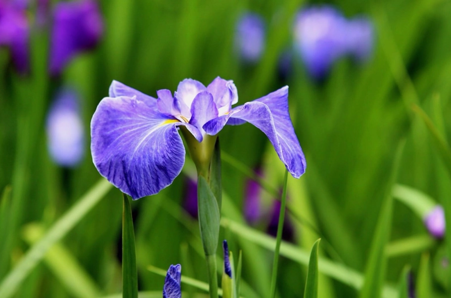 菖蒲種植 菖蒲種植