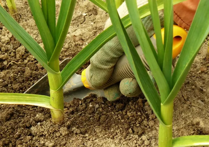 蒜頭種植時間 蒜頭種植時間