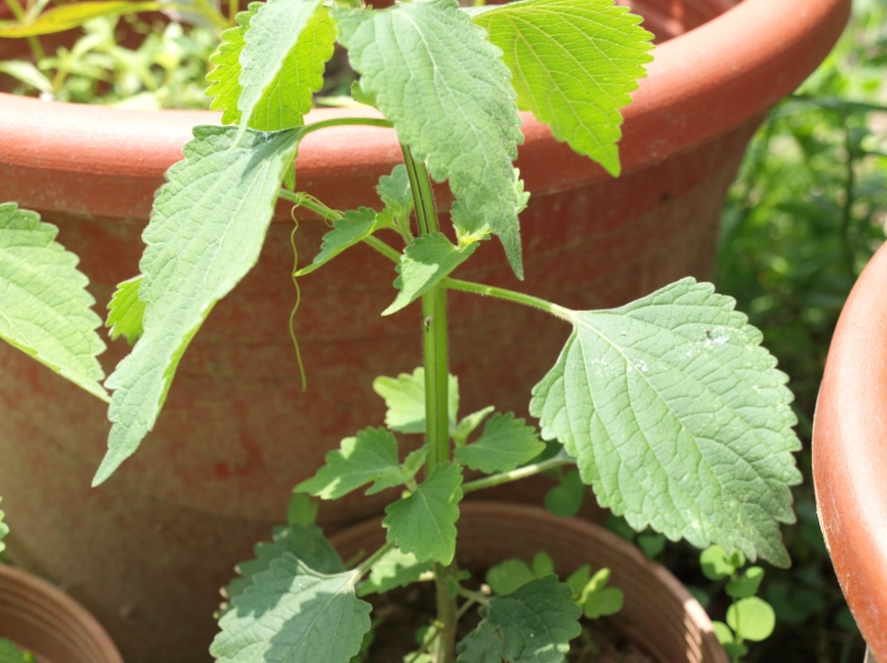 抹草種植方法