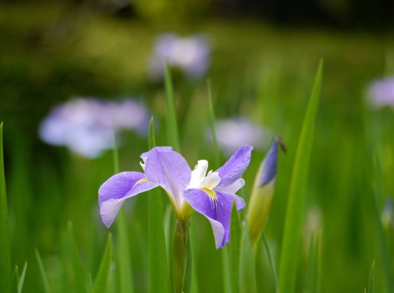 菖蒲種植 菖蒲種植