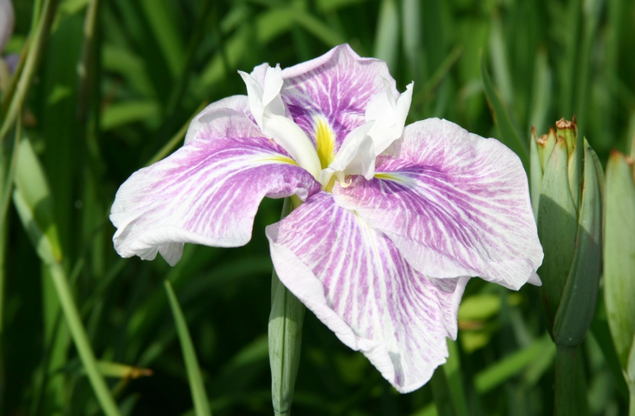 石菖蒲 石菖蒲