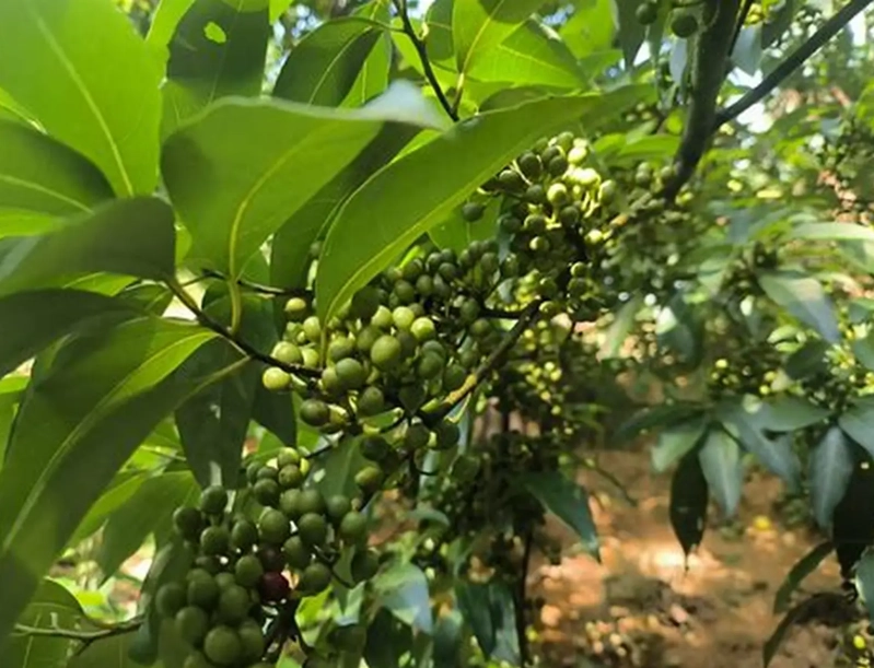 山黃梔茶怎麼泡
