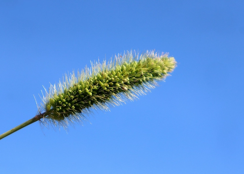 狗尾草雞湯