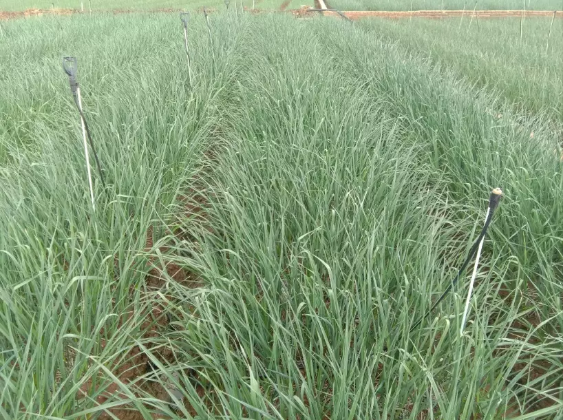 蒜頭種植時間 蒜頭種植時間
