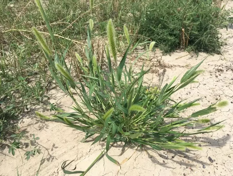 狗尾草禁忌