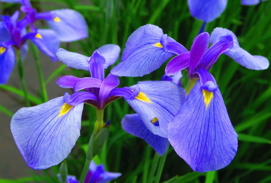 菖蒲種植 菖蒲種植