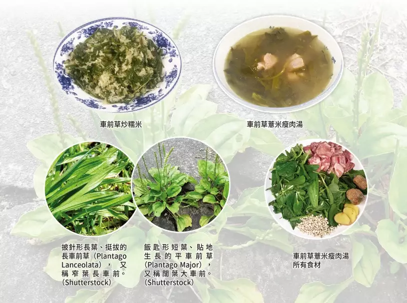 車前草禁忌 車前草禁忌