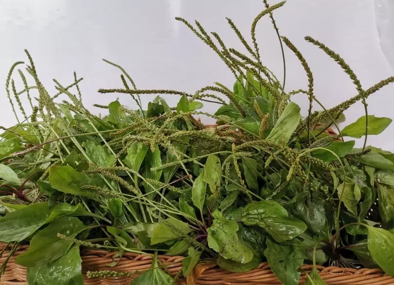 車前草茶 車前草茶