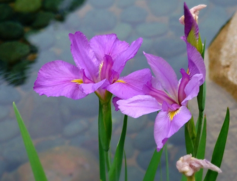 石菖蒲 石菖蒲
