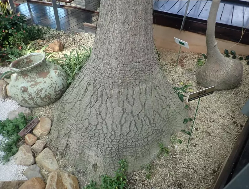 酒瓶蘭葉子發黃 酒瓶蘭葉子發黃