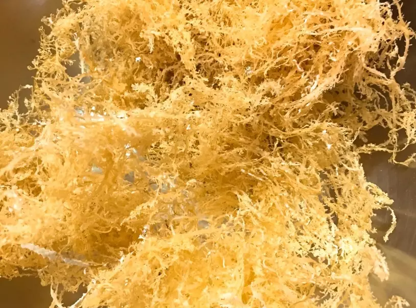 石花凍熱量