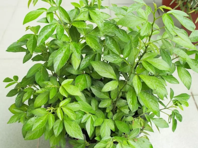 抹草扦插