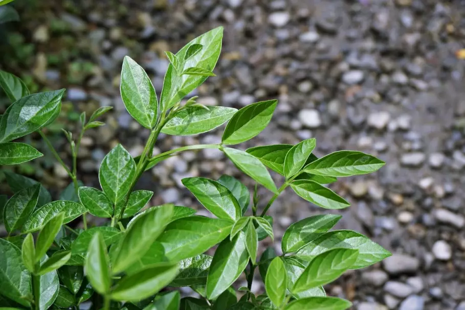 魚針草種植