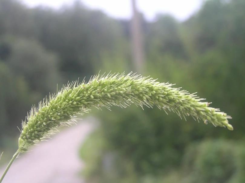 狗尾草雞湯