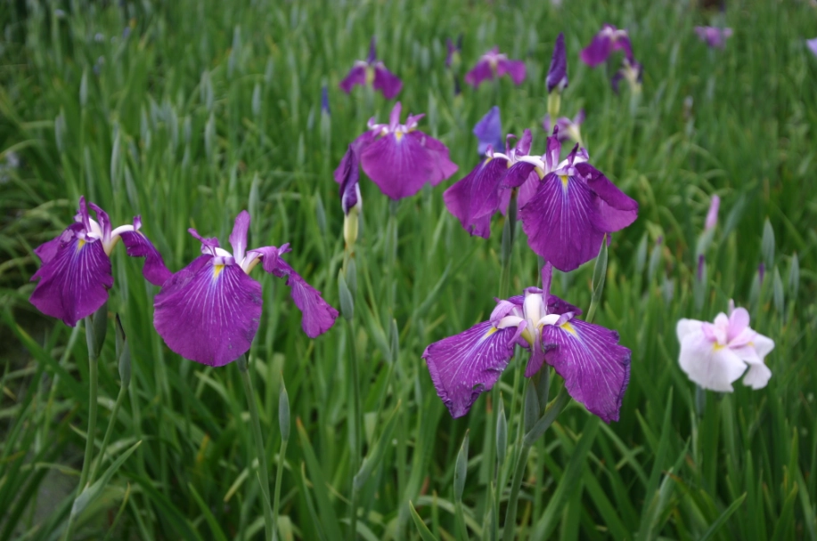 石菖蒲 石菖蒲