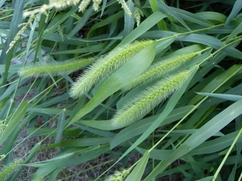 狗尾草禁忌