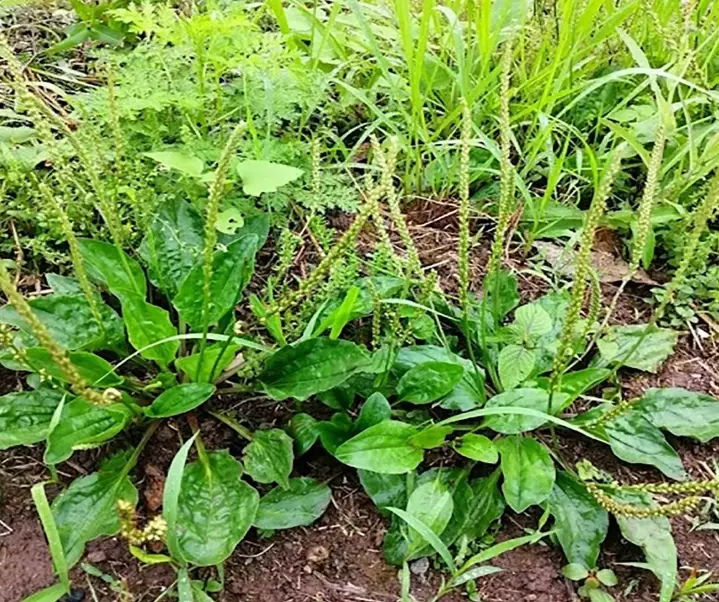 車前草茶 車前草茶