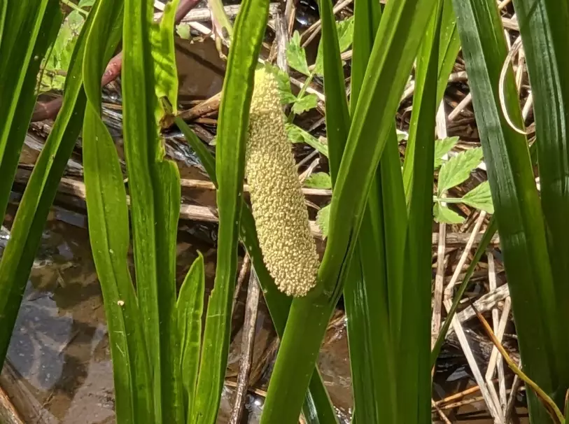 菖蒲種植 菖蒲種植