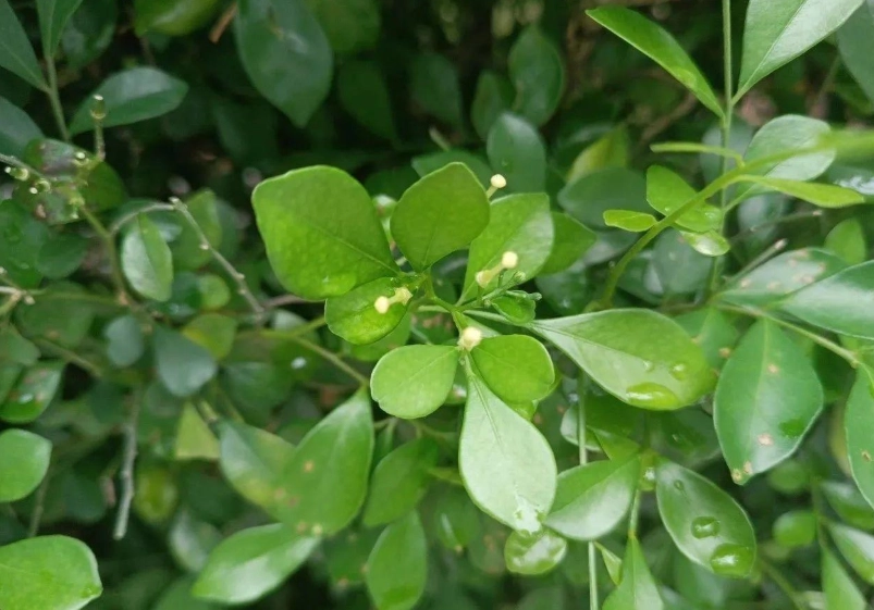 七里香葉子變黃