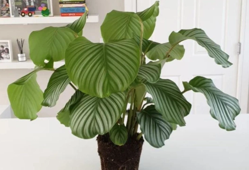 竹芋葉子焦邊
