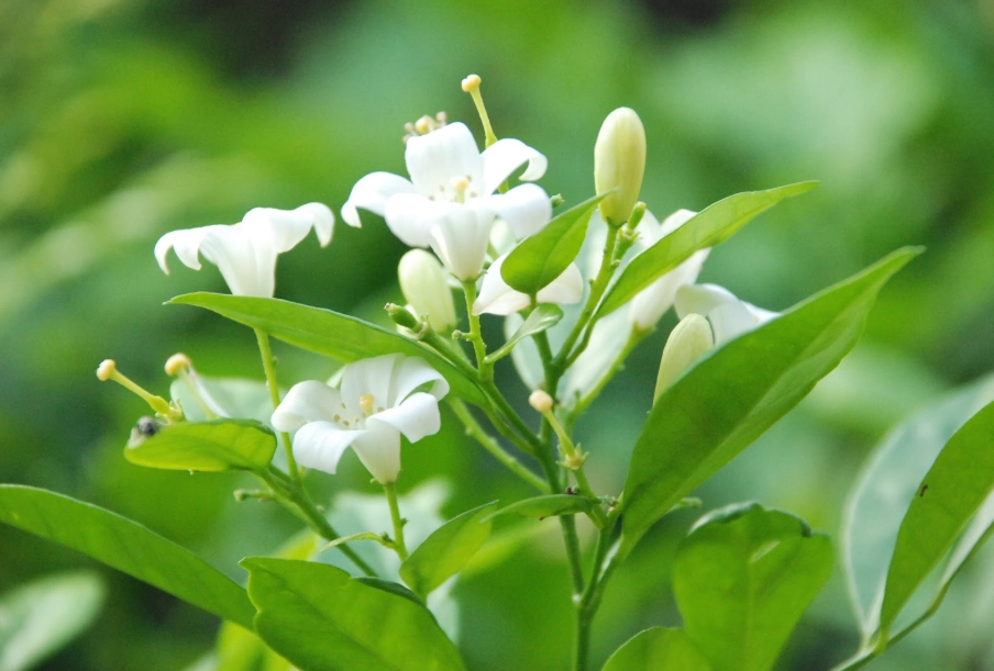七里香葉子變黃