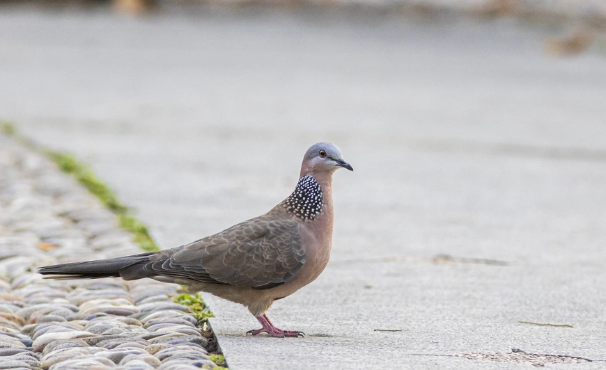 斑鳩築巢 斑鳩築巢