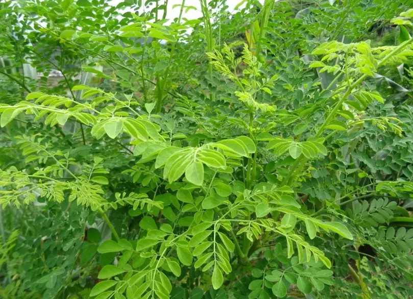 辣木葉怎麼吃
