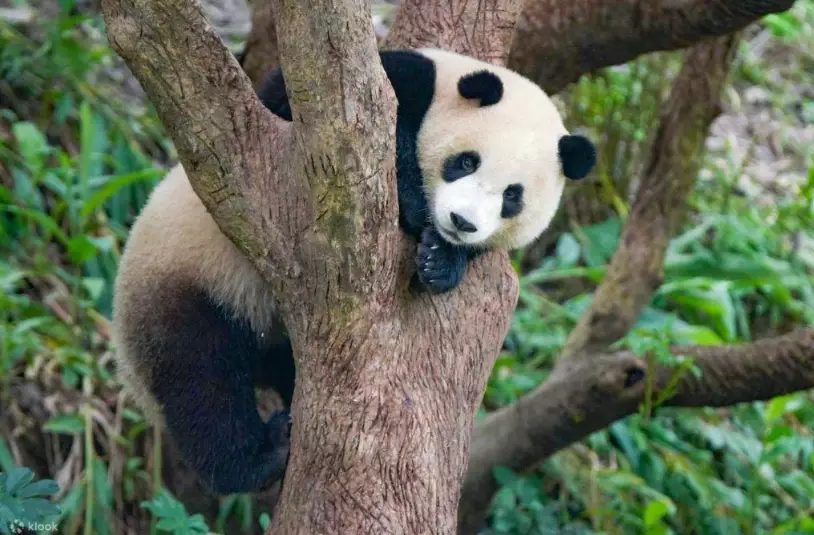 台北市立動物園大貓熊館