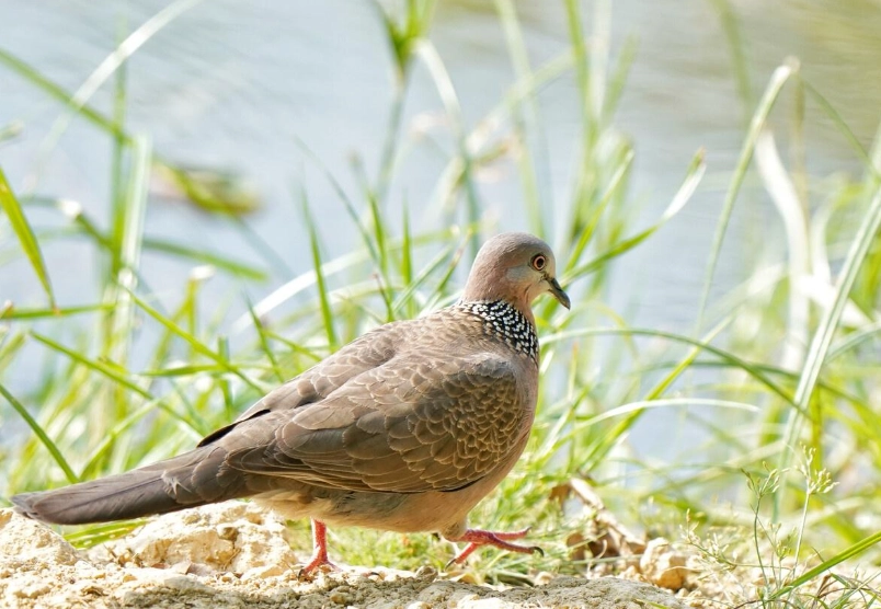 斑鳩築巢 斑鳩築巢