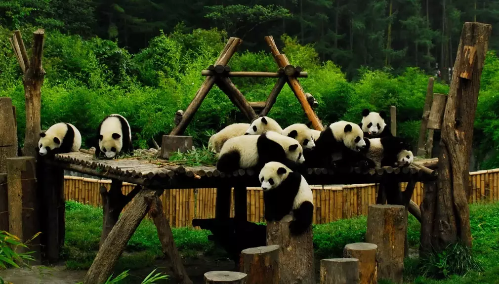 台北市立動物園大貓熊館