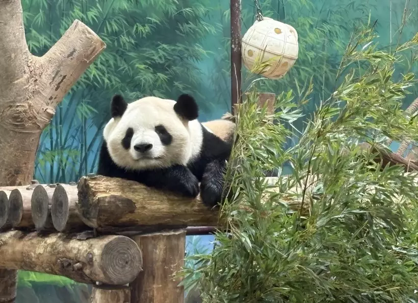 木柵動物園門票