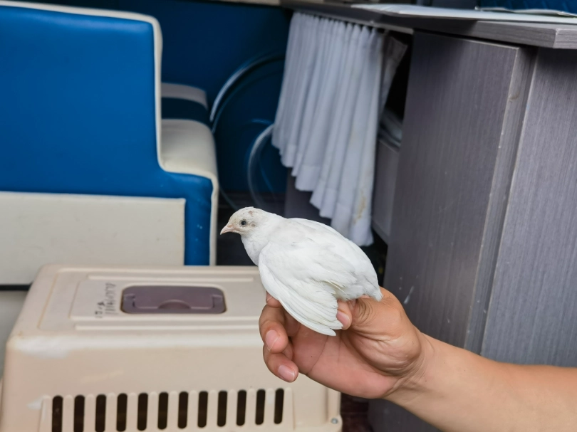 珠頸斑鳩 珠頸斑鳩
