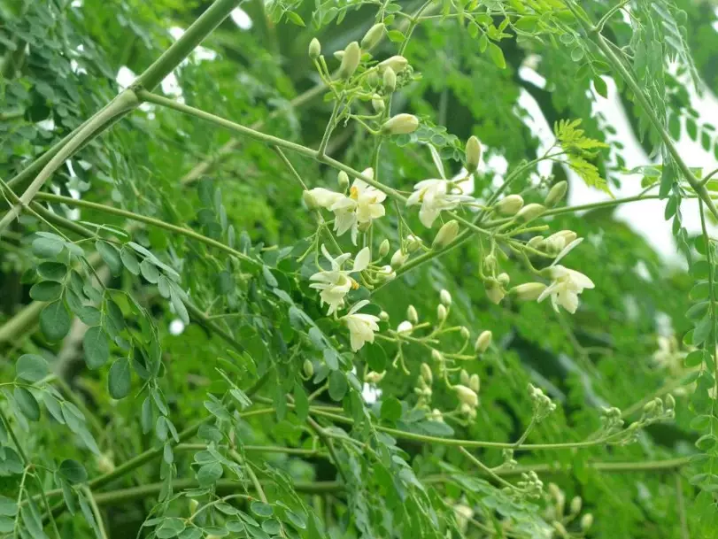 辣木葉怎麼吃