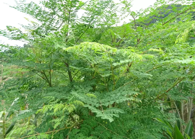 辣木葉禁忌
