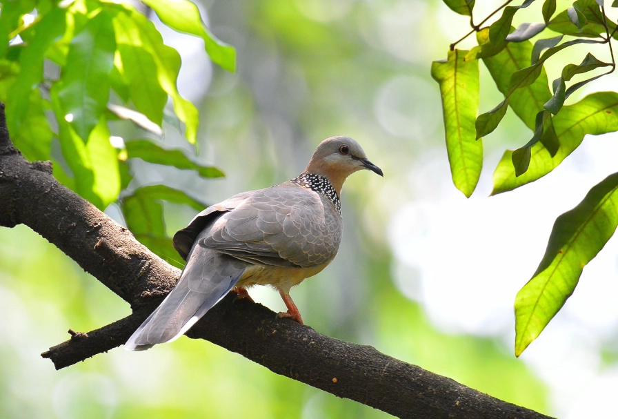 斑鳩築巢 斑鳩築巢