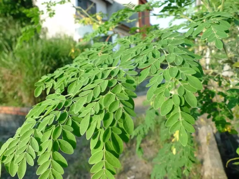辣木葉禁忌