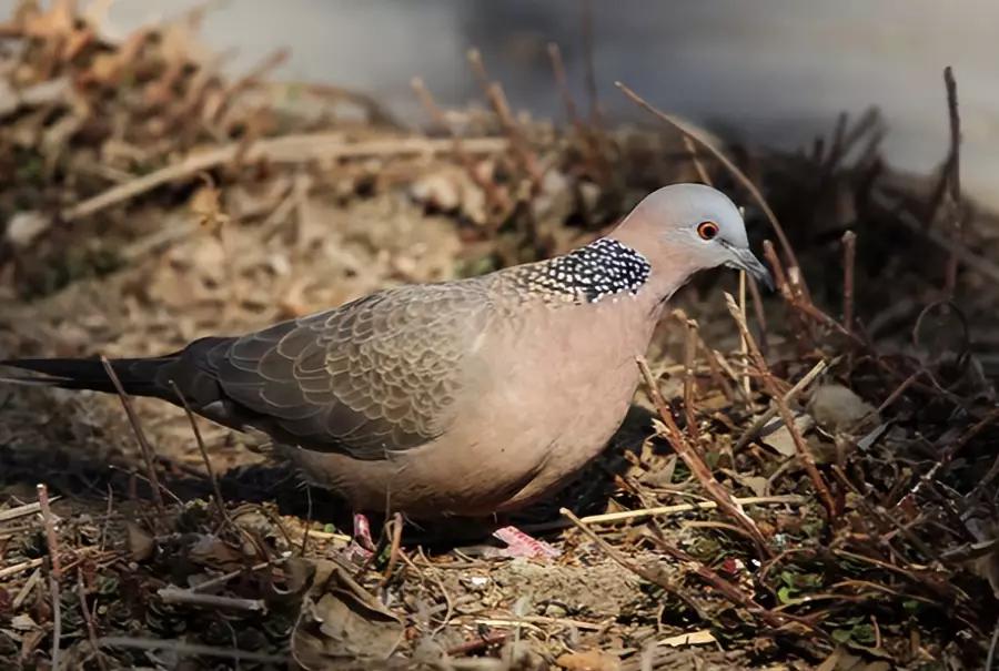 珠頸斑鳩 珠頸斑鳩
