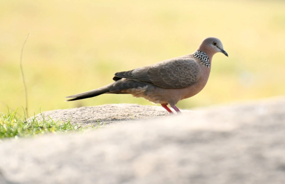 斑鳩築巢 斑鳩築巢