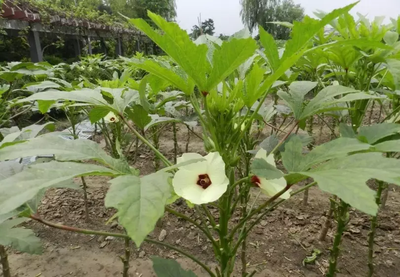 秋葵種植