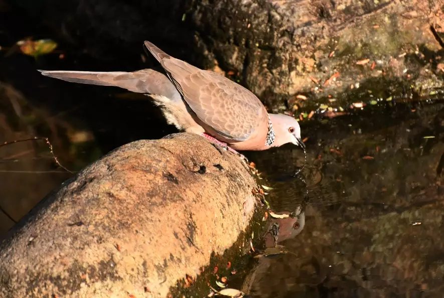 白斑鳩