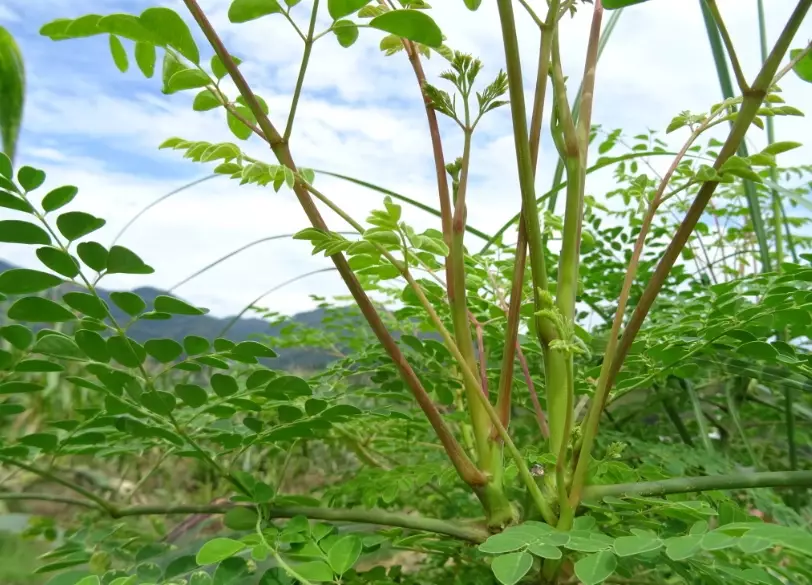 辣木葉怎麼吃