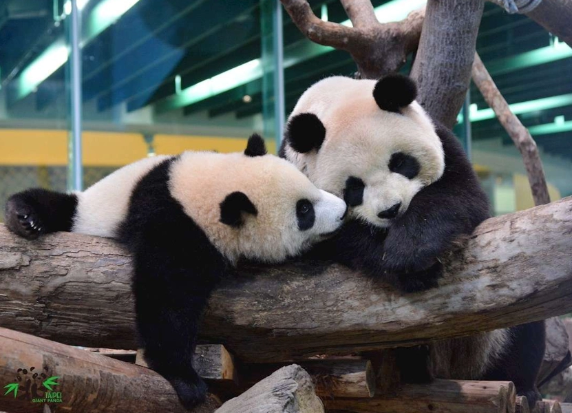 木柵動物園門票