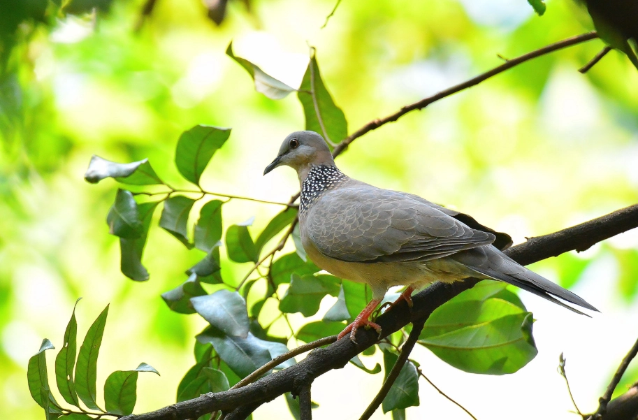 珠頸斑鳩 珠頸斑鳩
