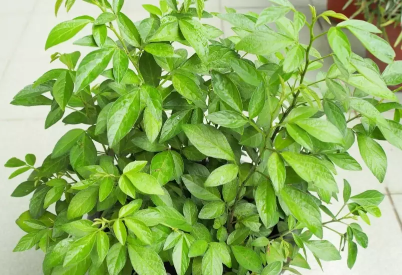 茉草盆栽