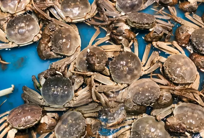 螃蟹離水會死嗎