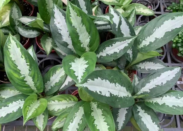 茉草盆栽