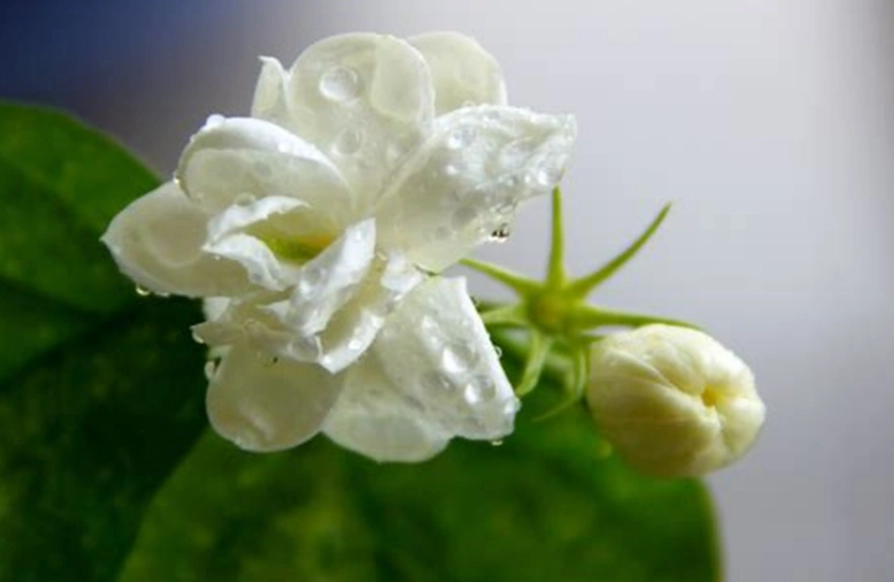 抹草種植方法